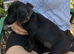 Pure black mini dachshund boy