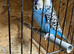 Pair of English show budgies available
