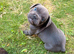 Male blue french bulldog puppy
