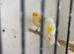 Dimorphic canary’s for sale