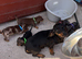 Dachshund