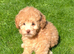 2 Left!! Stunning Labradoodles (Mini) From Health tested parents - READY NOW!!