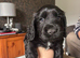 Kc registered cocker spaniel puppies