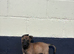 Belgian Malinois puppies