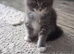 Last one Solid Blue Maine Coon TICA