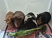 Baby Guinea Pigs
