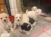 Beautiful Bichon Frise Puppies - 3 Girls