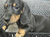 Adorable lil miniature dachshund Male pup,vaccinated,health checked,microchip ready for his forever home
