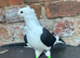 old german owl pigeon