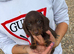 For sale is my dachshund puppies