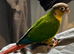 Beautiful hand reared baby conures