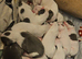 Whippet/blue staffy puppies