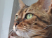 Beautiful Bella  looking for a loving home.