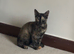 Adult cat