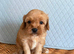 Beautiful 1st generation cavapoos