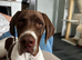English pointer pup