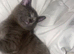 Lulu grey kitten