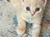 Beautiful pedigree Scottish Straight kittens