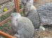 French lops bucks