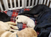 Labrador Retriever Puppies