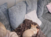 Female cream chihuahua