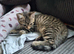 One female kitten (Ragdoll mix)