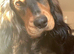 1 boy left Rare Coloured Show-Type Cocker Spaniel Puppies