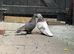 Pair of Turkish Takla Pigeons for Sale! ️