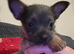 Chorkie x jorkie