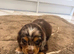 Cocker spaniel show type
