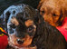 Very playful cavapoo puppies for sale