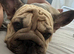 French Bulldog Boy and Girl