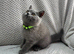 Pure Breed British Shorthair Kittens