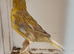Beautiful Yellow canary for sale in WS3