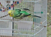 Pair of budgies