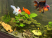 Xl goldfish