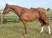 *DEPOSIT TAKEN* Full up 16hh 7yr old gelding