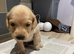 Home reared Cockerdor Puppies