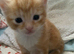 Kittens for sale