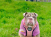 English Bulldog Male & Female