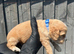 Working cocker spaniel puppies
