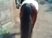 13'3 4 year old ride & drive cob gelding