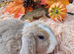 Gorgeous Litter of Mini Plush Lops ( Dense Velvet type Coat)