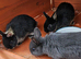 Netherland dwarfs