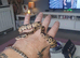 Baby royal python