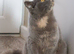 *Offers Considered* Beautiful Blue cream tortie