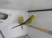 BLACK CHEEK ZEBR FINCH PAIR , PAIR GREEN BUDGIE £50 BLUE £25 EACH
