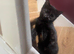 Affectionate hand reared kittens for sale