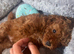 Toy poodle 1 boy left