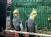 Bonded Pair of Handsome Adult Male Cockatiels for Sale